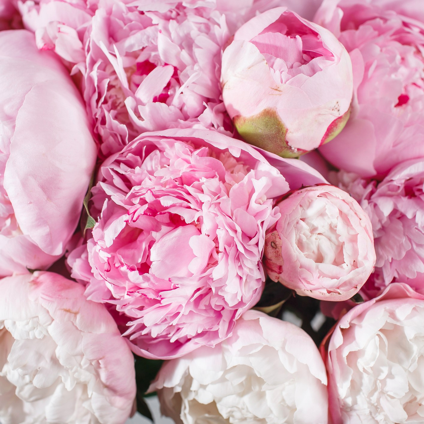 Peonies-2962982727-1556554241197.jpeg Peonies-2962982727-1556554241197.jpeg