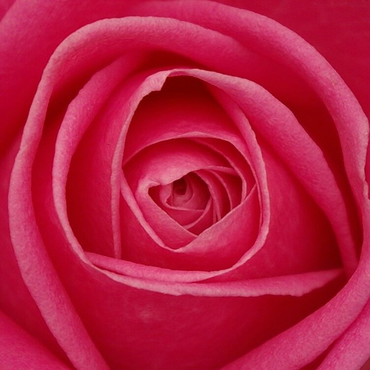 Rose_Petals Rose_Petals
